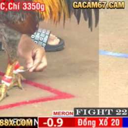 đá gà cpc2 5 7