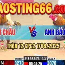 đá gà cpc2 bảo sting