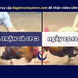 đá gà cpc3 12/3