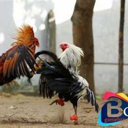 đá gà cpc3 15/10