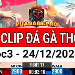đá gà cpc3 ngày 24 6