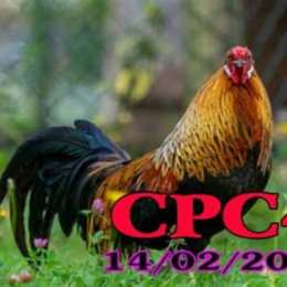 da ga cpc4 truc tiep