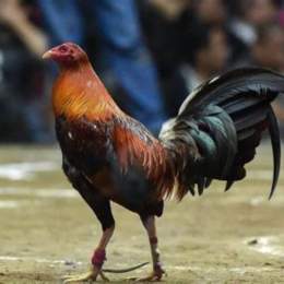 đá gà cựa dao 138