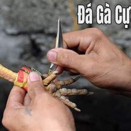 đá gà cựa dao philippin gachoiviet