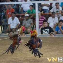 đá gà cựa dao thái lan