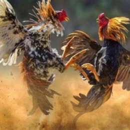 đá gà cựa dao thái