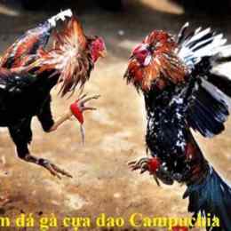 đá gà cựa dao trực tiếp campuchia