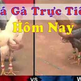 đã gà cửa rau trực tiếp philippines
