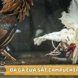 đá gà cựa sắt campuchia 2016