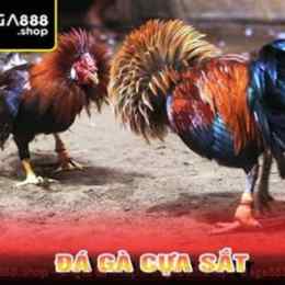 da ga cua sat dinh cao 2015