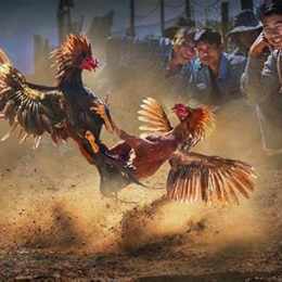 đá gà cựa sắt là gì