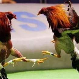 đá gà cựa trực tiếp campuchia
