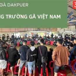 đá gà dak per 888