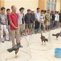 đá gà đắk pơ 888