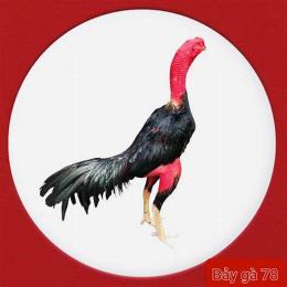đá gà đòn miền trung