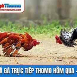 da ga don thomo hom nay
