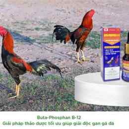 đá gà giải 12 3