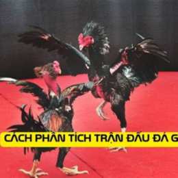 đá gà giải lục đại tranh hùng