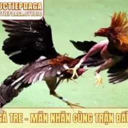đá gà giải ngày 12 tháng 1