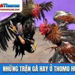 đá gà hôm nay trận 15