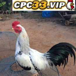 đá gà hưng cần thơ
