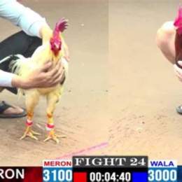 đá gà khét của anh cọp