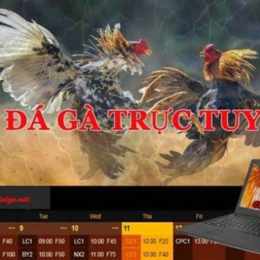 đá gà khin789