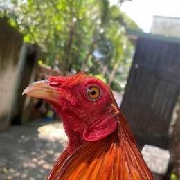 da ga kien giang