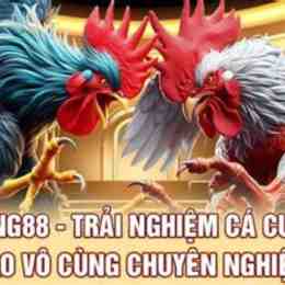 đá gà king 88