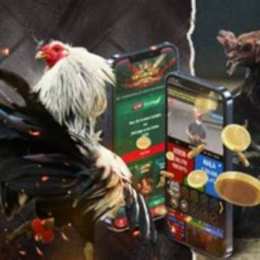 đá gà mạng bữa nay