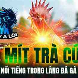 đá gà mít trà cú mới nhất