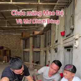 đá gà mơ chích bông