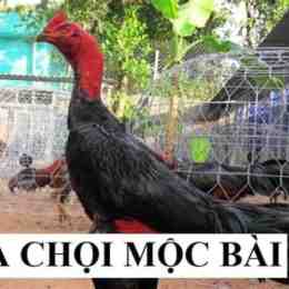 đá gà mộc bài .com