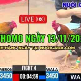 đá gà mới nhất ở campuchia