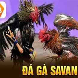 đá gà new88 https:1new88.com