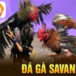 đá gà new88 new889