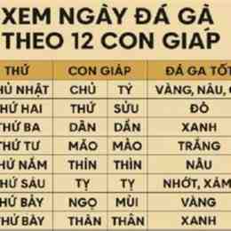 da ga ngay 11/8