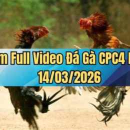 đá gà ngày 14/8