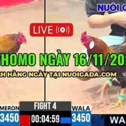 đá gà ngày 16 tháng 7