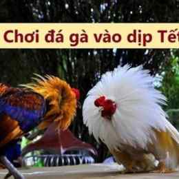 đá gà ngày 22 tháng 6