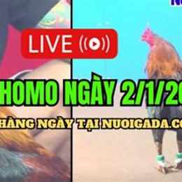 da ga ngay 22/4