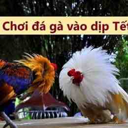đá gà ngày 26 tháng 10