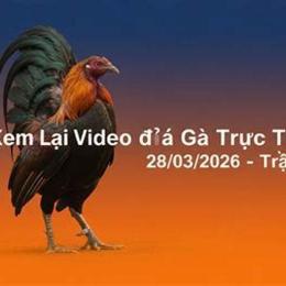 đá gà ngày 28 tháng 5