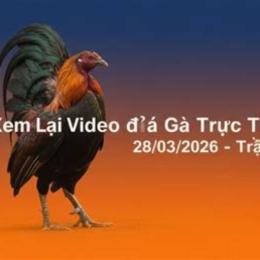 đá gà ngày 28 tháng 9