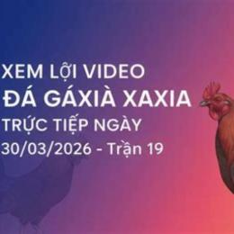 đá gà ngày 30 tháng 10