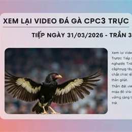 đá gà ngày 31 tháng 12