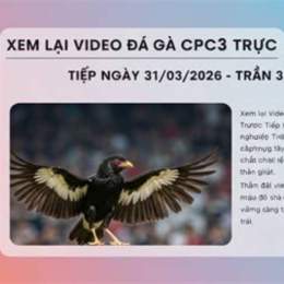 đá gà ngày 31