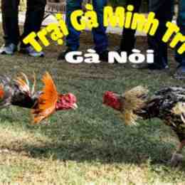 đá gà nòi cao lãnh
