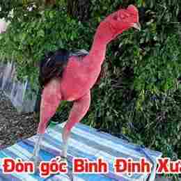 da ga noi don binh dinh