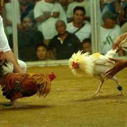 đá gà peru cựa dao trực tiếp